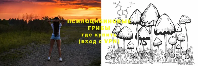 купить наркоту  Карабаш  mega ССЫЛКА  Псилоцибиновые грибы MAGIC MUSHROOMS 